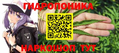 шишки Кимры